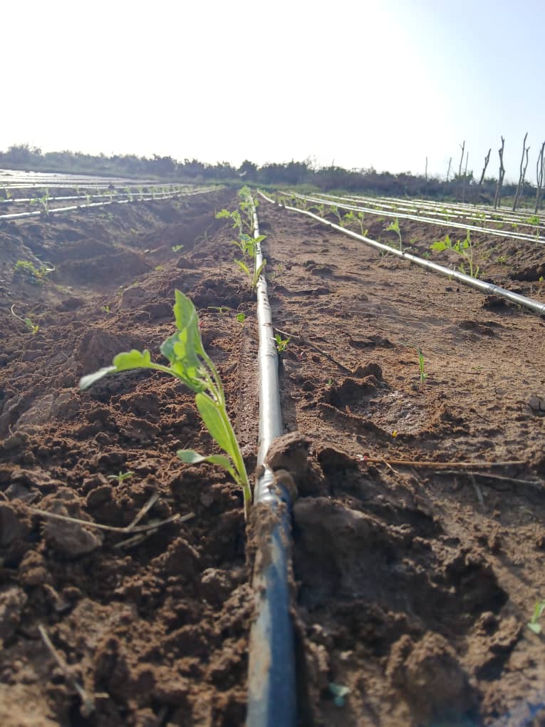 HORT field photo 6
