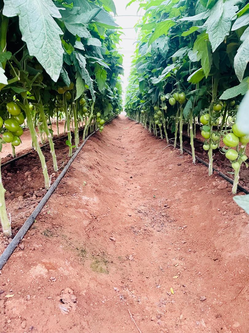 HORT field photo 26