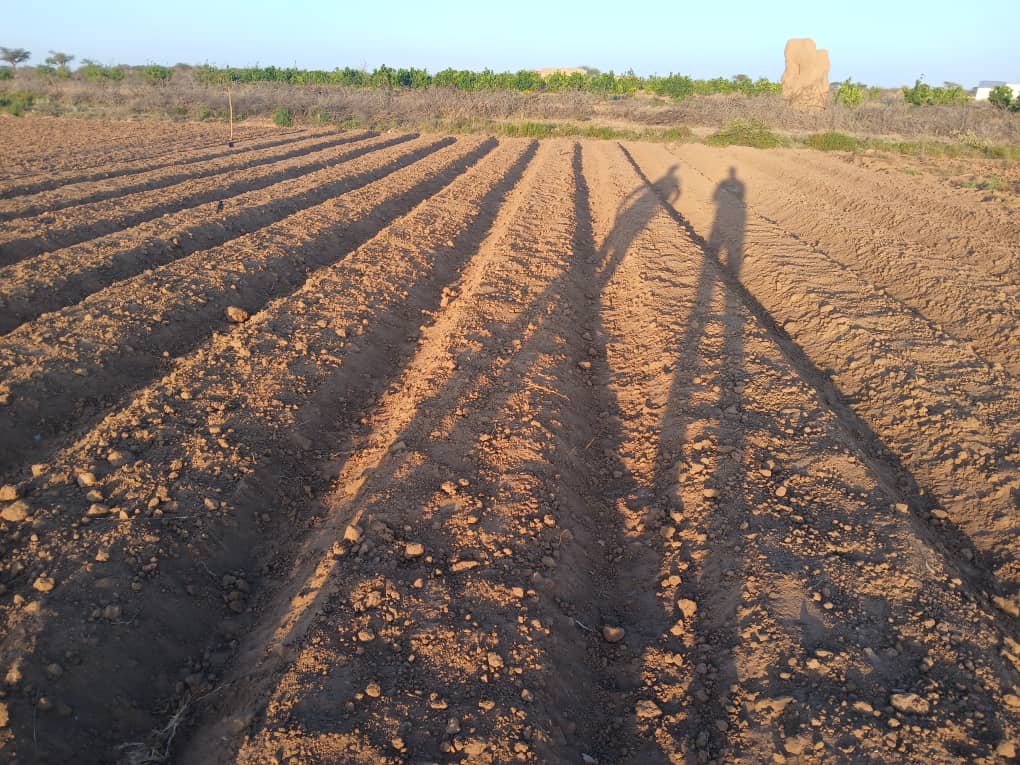 HORT field photo 52