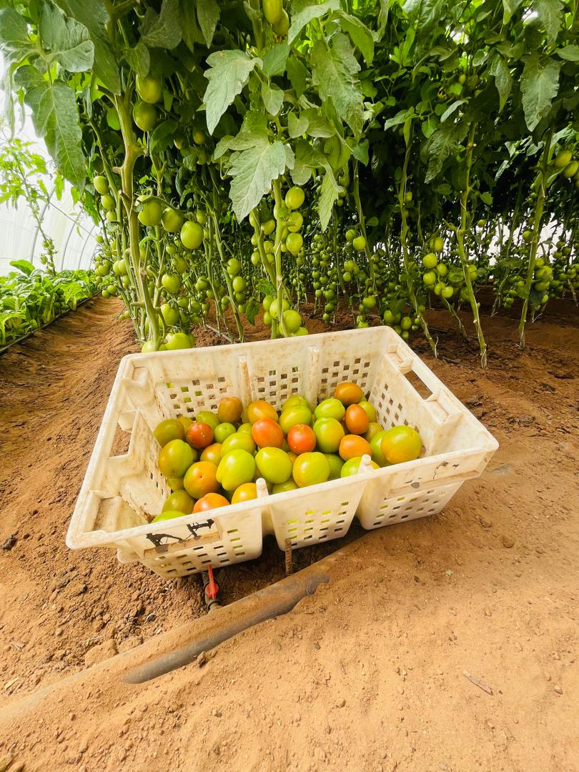 HORT field photo 60