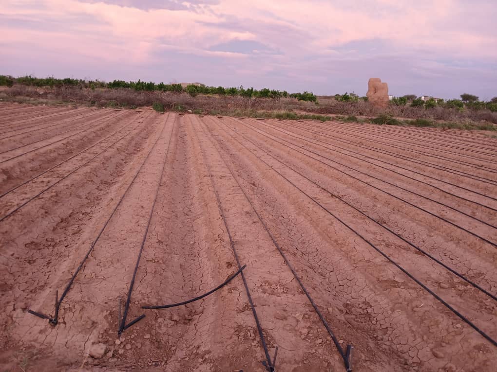 HORT field photo 62